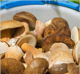 Как готовить белые грибы?