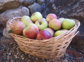 Готовим в домашних условиях детское пюре из яблок на зиму Как приготовить домашнее пюре из яблок